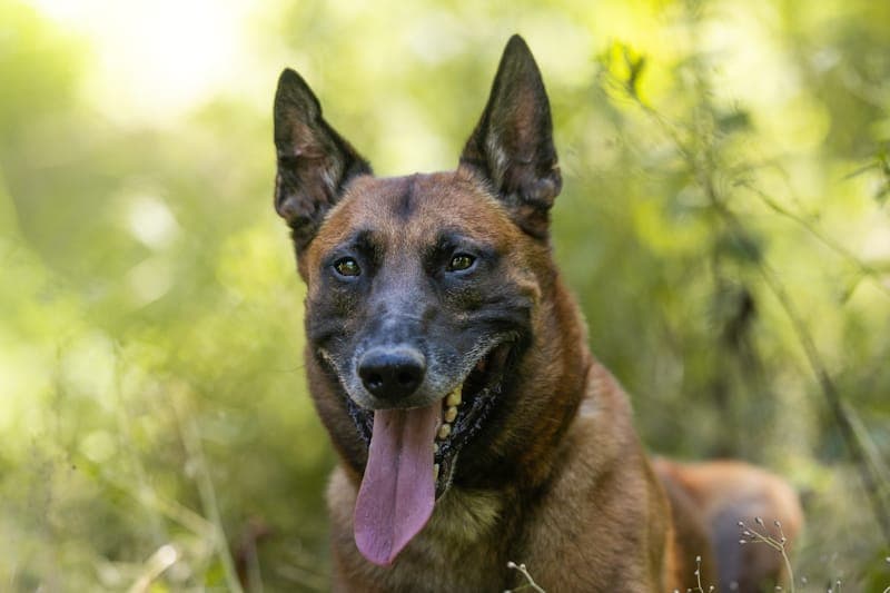 Khay - Hund zur Adoption aus Tierheim Reutlingen
