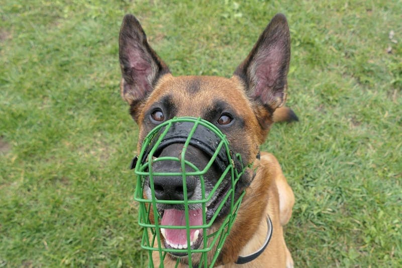 Khay - Hund zur Adoption aus Tierheim Reutlingen