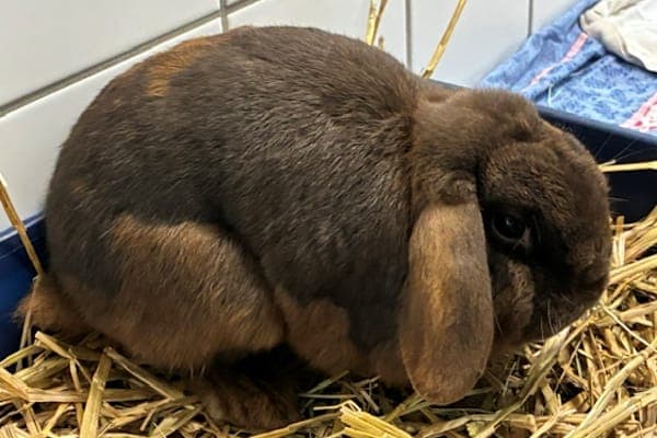 Kingsley Shacklebolt - Kleintier zur Adoption aus Tierheim Reutlingen
