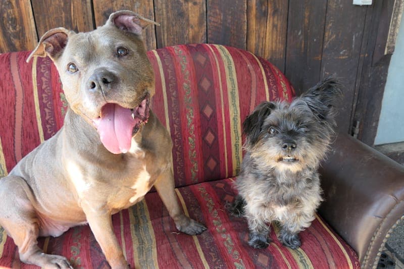 Kisha & Bugsy - Hund zur Adoption aus Tierheim Reutlingen