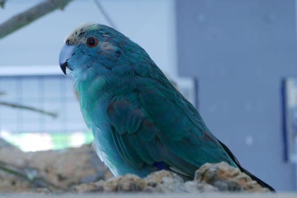 Kiwi - Vogel zur Adoption aus Tierheim Reutlingen