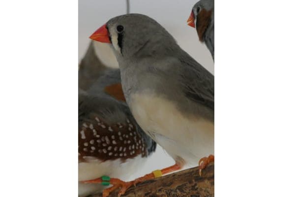 Kopanica - Vogel zur Adoption aus Tierheim Reutlingen