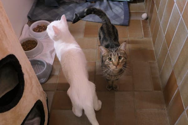 Korfu und Kos - Katze zur Adoption aus Tierheim Reutlingen