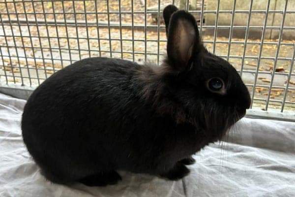 Lavender Brown - Kleintier zur Adoption aus Tierheim Reutlingen