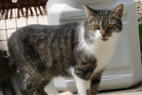 Lien - Katze zur Adoption aus Tierheim Reutlingen