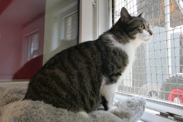 Lien - Katze zur Adoption aus Tierheim Reutlingen