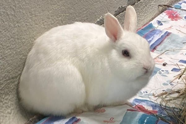 Lilly - Kleintier zur Adoption aus Tierheim Reutlingen