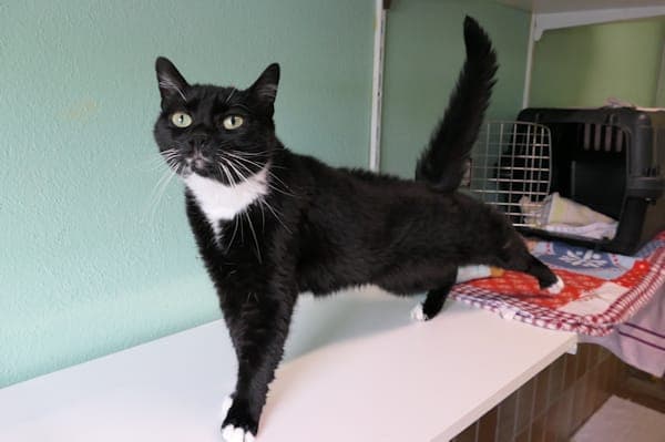 Livi - Katze zur Adoption aus Tierheim Reutlingen