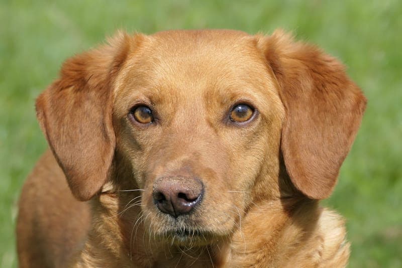 Lola - Hund zur Adoption aus Tierheim Reutlingen