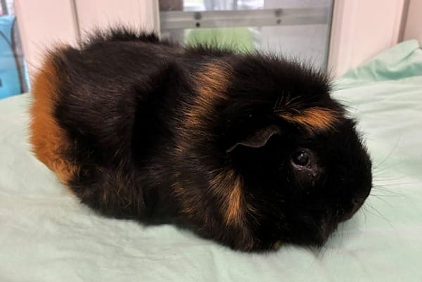 Lothar Meyer - Kleintier zur Adoption aus Tierheim Reutlingen