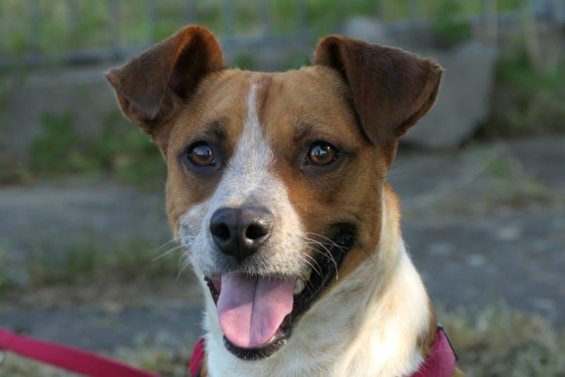 Lotti - Hund zur Adoption aus Tierheim Reutlingen