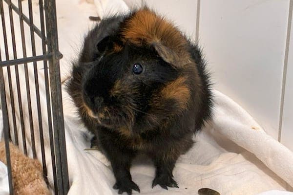 Lucius Malfoy - Kleintier zur Adoption aus Tierheim Reutlingen