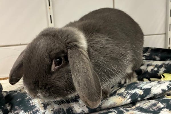 Ludo Bagman - Kleintier zur Adoption aus Tierheim Reutlingen