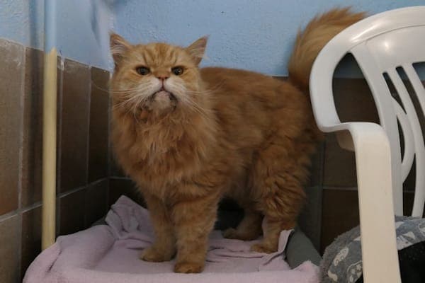 Luis - Katze zur Adoption aus Tierheim Reutlingen