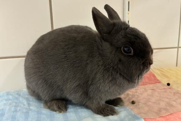 Möhrchen - Kleintier zur Adoption aus Tierheim Reutlingen