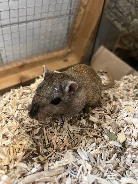Madam Marsh - Kleintier zur Adoption aus Tierheim Reutlingen