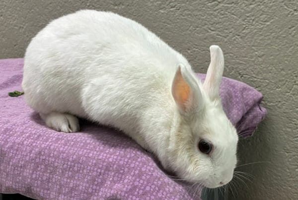 Madame Puddifoot - Kleintier zur Adoption aus Tierheim Reutlingen