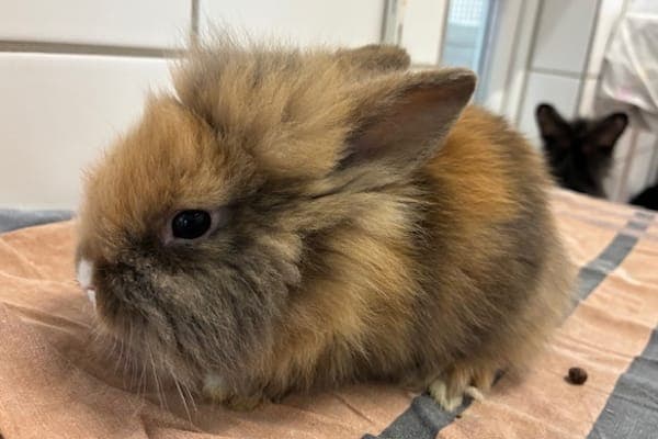 Magorian - Kleintier zur Adoption aus Tierheim Reutlingen