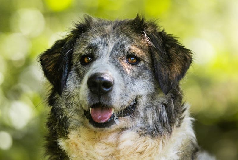 Marla - Hund zur Adoption aus Tierheim Reutlingen