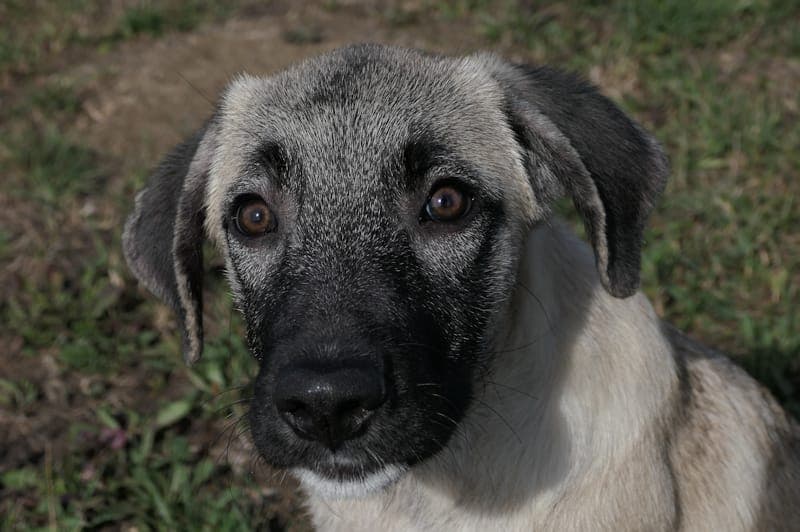Melinda Sue - Hund zur Adoption aus Tierheim Reutlingen