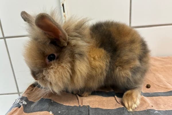 Michael Corner - Kleintier zur Adoption aus Tierheim Reutlingen