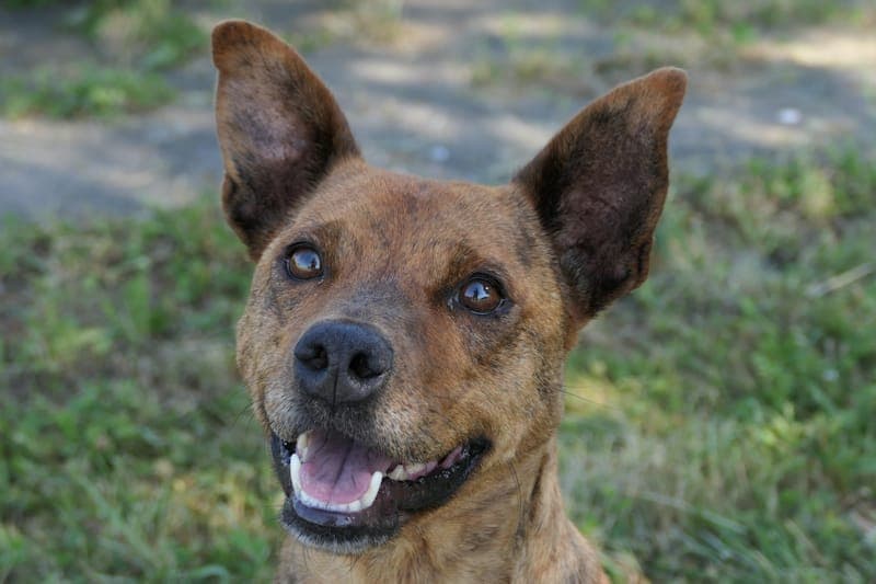 Minja - Hund zur Adoption aus Tierheim Reutlingen