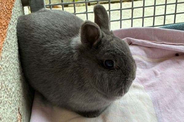 Miss Norris - Kleintier zur Adoption aus Tierheim Reutlingen