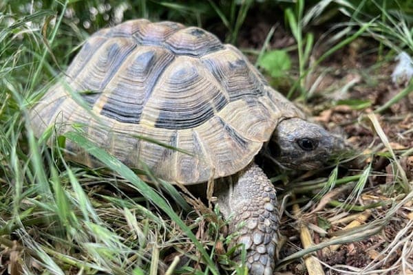 Montuno - Exot zur Adoption aus Tierheim Reutlingen