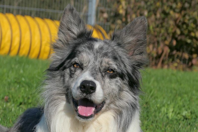 Moritz - Hund zur Adoption aus Tierheim Reutlingen