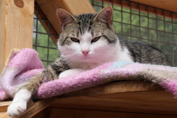 Moses & Zelda - Katze zur Adoption aus Tierheim Reutlingen