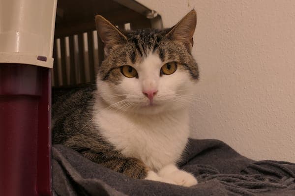 Moses - Katze zur Adoption aus Tierheim Reutlingen