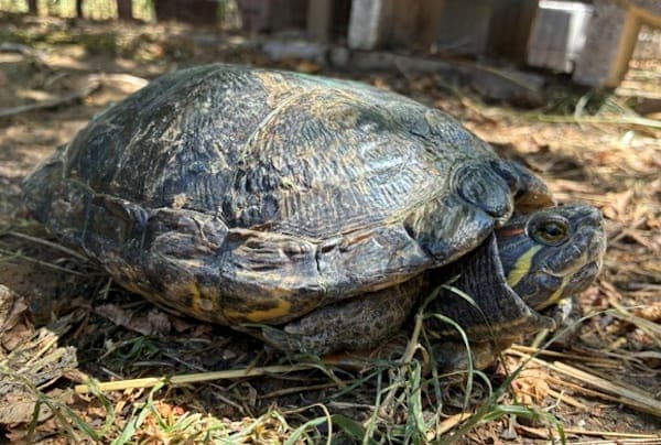 Nagimi - Exot zur Adoption aus Tierheim Reutlingen