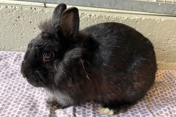 Nymphadora Tonks - Kleintier zur Adoption aus Tierheim Reutlingen