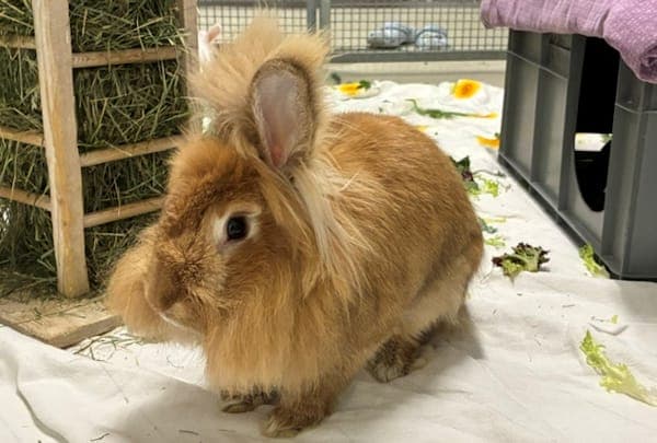 Nyx - Kleintier zur Adoption aus Tierheim Reutlingen