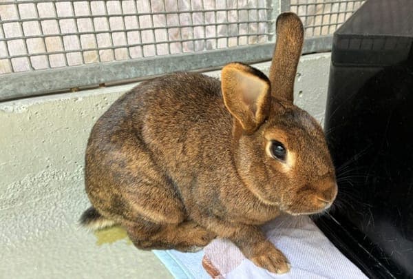 Obito - Kleintier zur Adoption aus Tierheim Reutlingen
