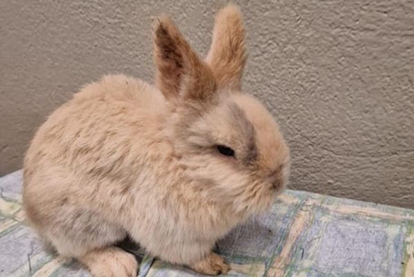 Old Shatterhand - Kleintier zur Adoption aus Tierheim Reutlingen