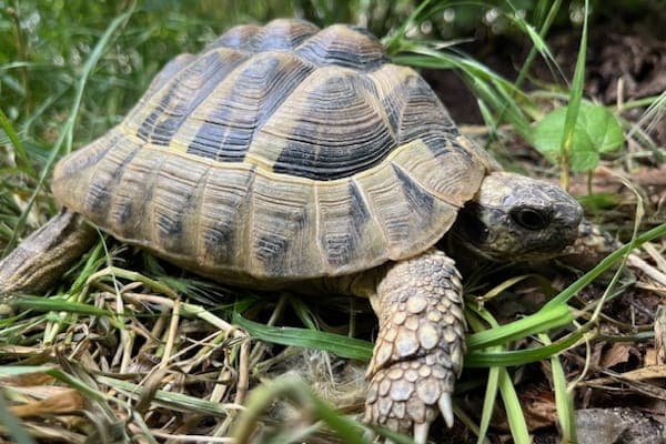 Palotás - Exot zur Adoption aus Tierheim Reutlingen