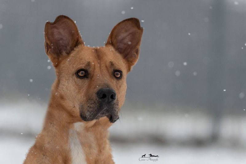 Paul - Hund zur Adoption aus Tierheim Reutlingen