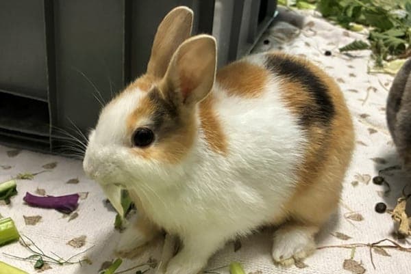 Perenelle Flamel - Kleintier zur Adoption aus Tierheim Reutlingen