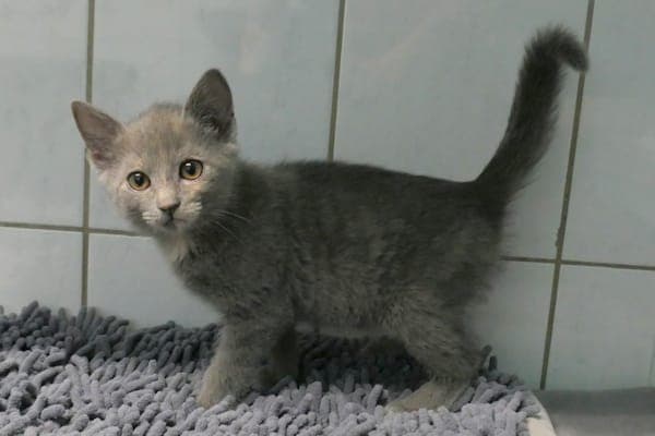 Pinsel, Zilly & Zira - Katze zur Adoption aus Tierheim Reutlingen