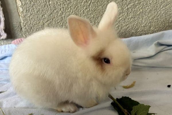 Pius Thicknesse - Kleintier zur Adoption aus Tierheim Reutlingen
