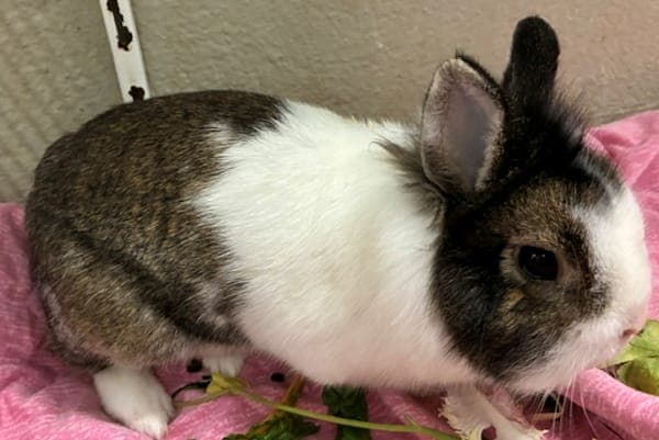 Remus Lupin - Kleintier zur Adoption aus Tierheim Reutlingen