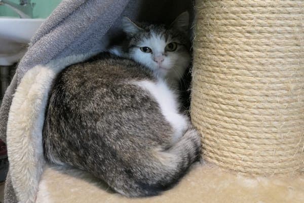 Rita & Rula - Katze zur Adoption aus Tierheim Reutlingen