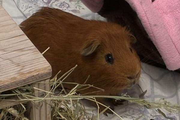 Ron Weasley - Kleintier zur Adoption aus Tierheim Reutlingen