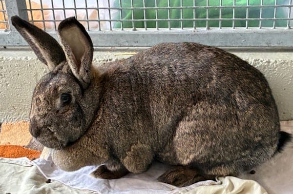 Sandie Shaw - Kleintier zur Adoption aus Tierheim Reutlingen