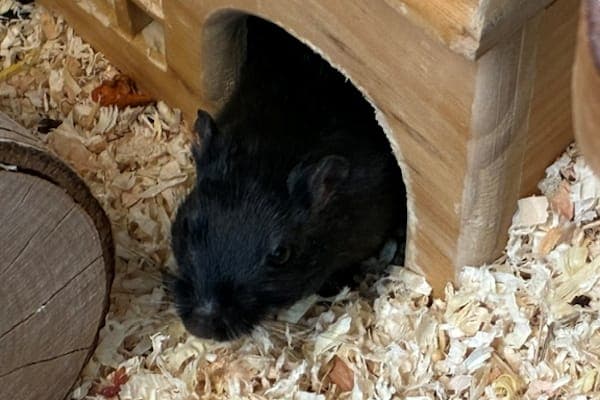 Scabior - Kleintier zur Adoption aus Tierheim Reutlingen