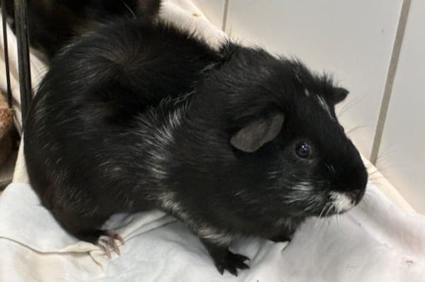 Severus Snape - Kleintier zur Adoption aus Tierheim Reutlingen