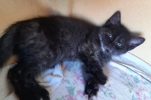 Sherlock, Shalom, Shakespeare & Sharifa - Katze zur Adoption aus Tierheim Reutlingen