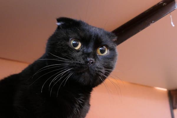 Sir Diesel - Katze zur Adoption aus Tierheim Reutlingen