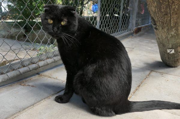 Sir Diesel - Katze zur Adoption aus Tierheim Reutlingen